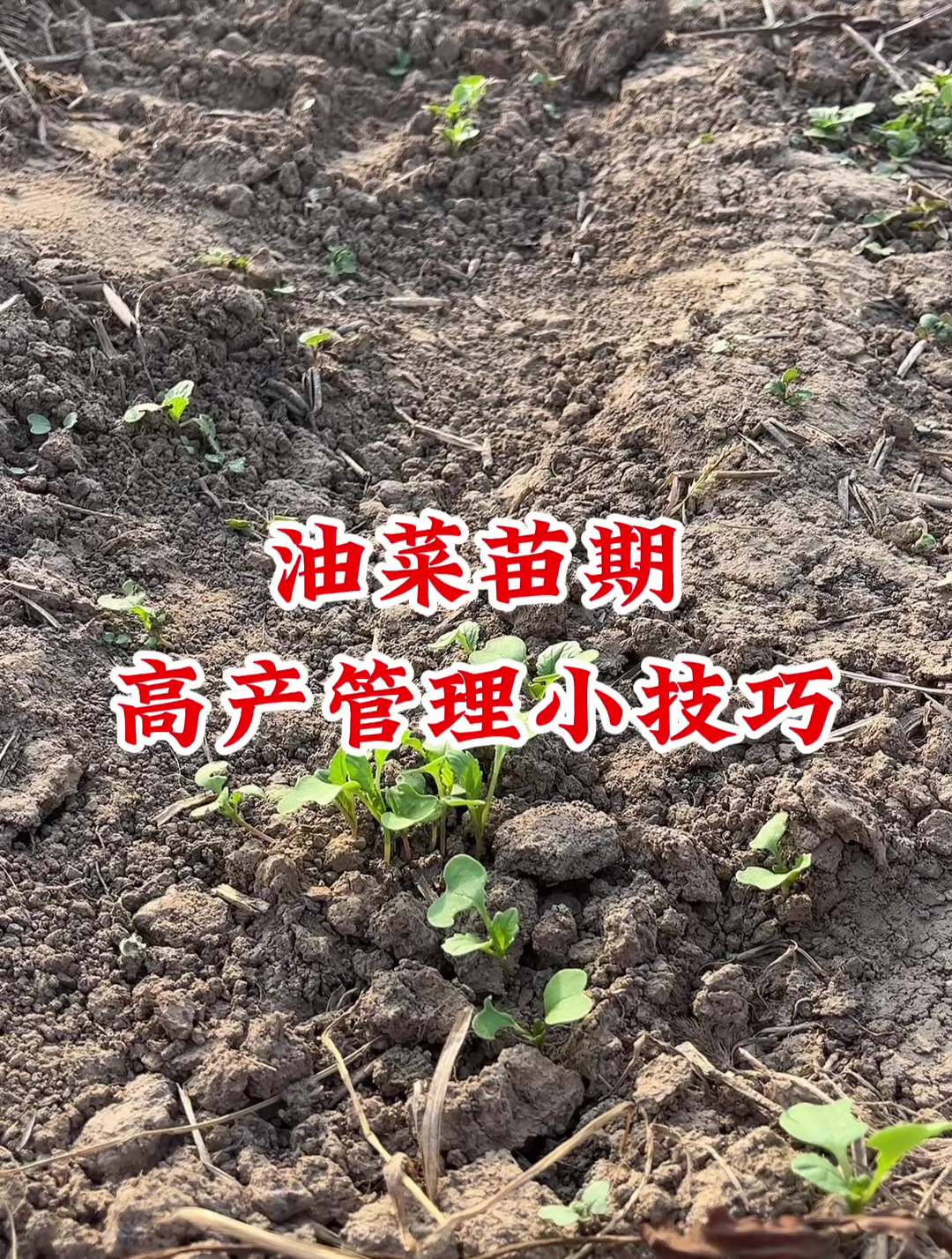 油菜苗期高产管理小技巧