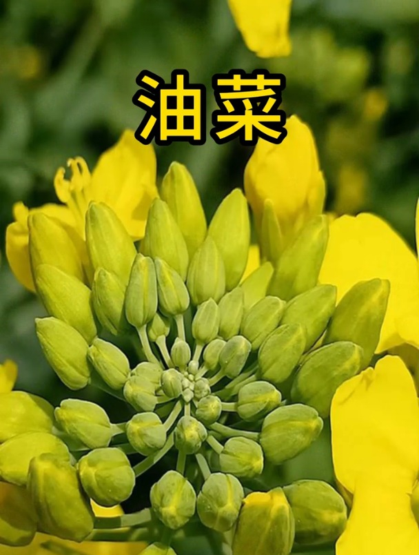 油菜 白斑 皮肤健康