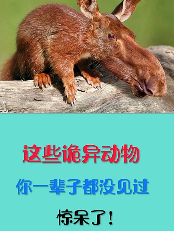 这些诡异的动物,保证你一辈子都没见过