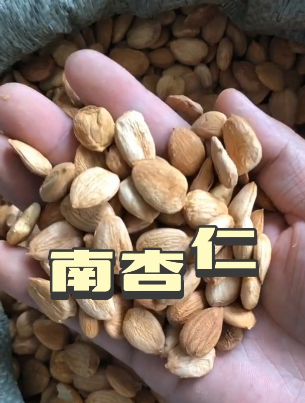 南杏仁的功效,欢迎家人们了解