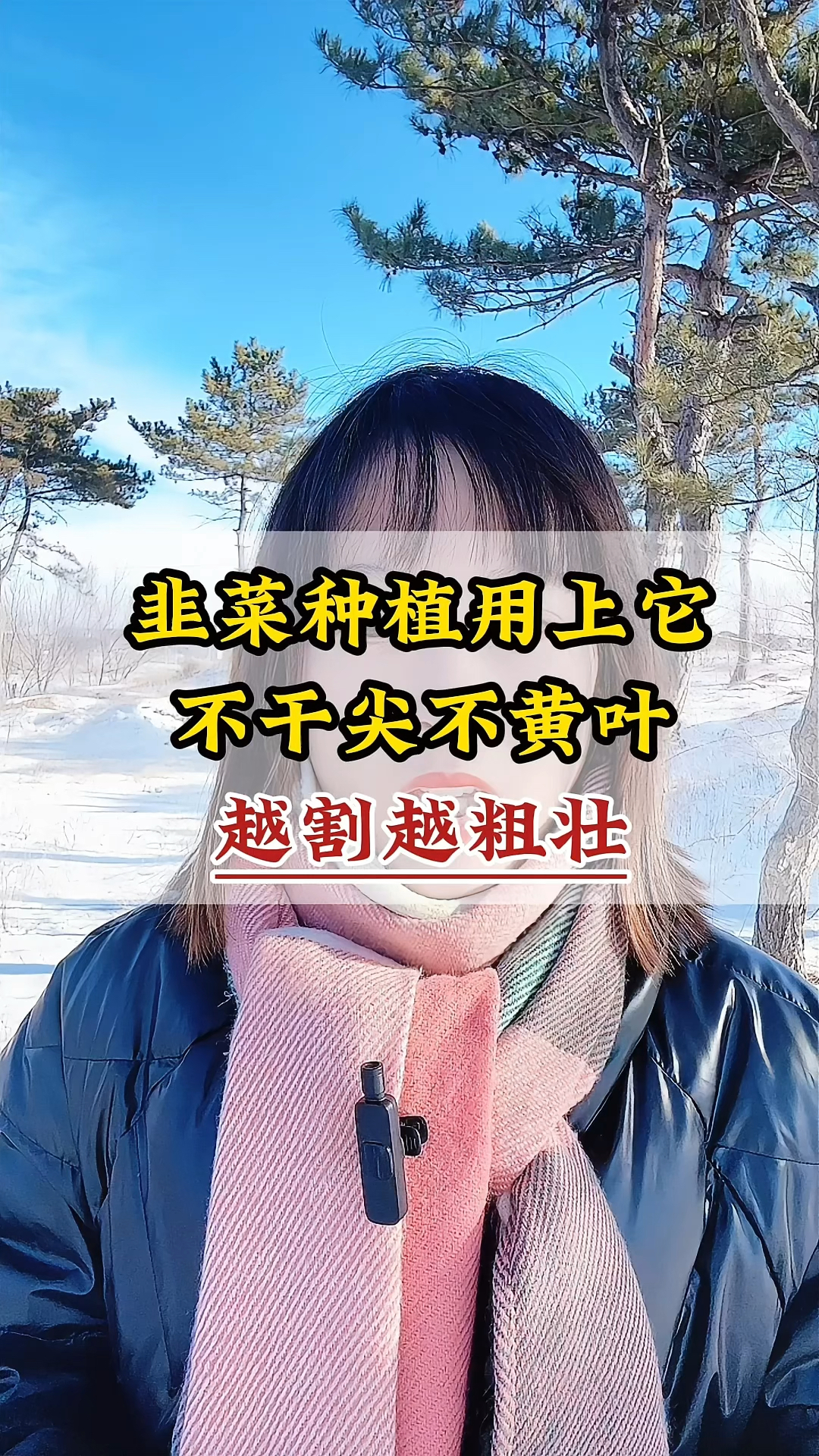 韭菜种植用上它,不干尖,不黄叶,越割越粗壮#三农