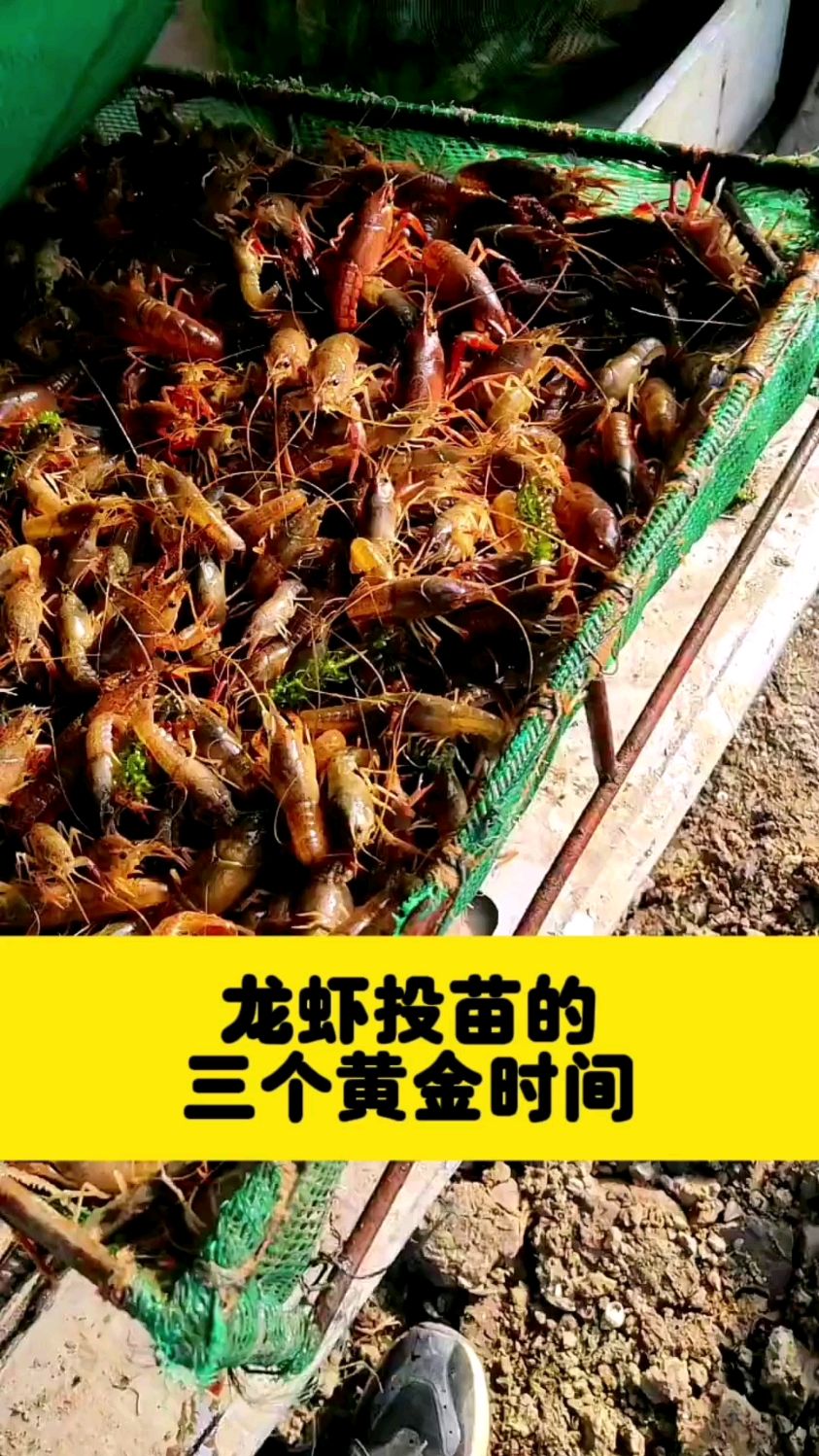 龙虾投苗的三个黄金时间