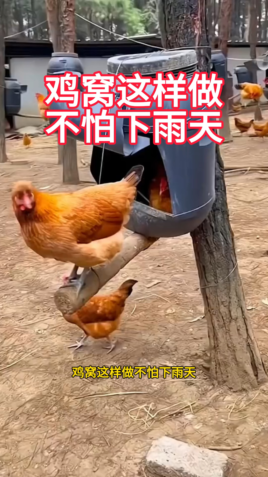 鸡窝这样做,不怕下雨天