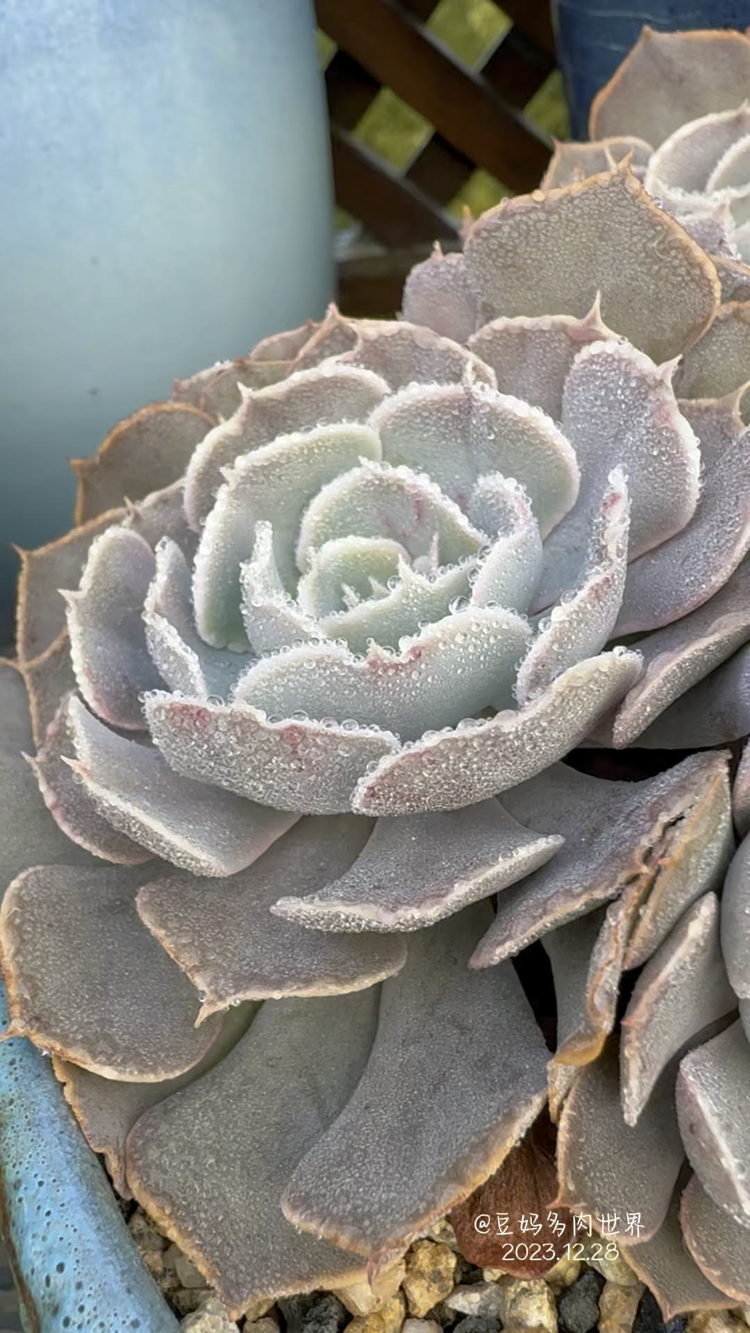 沙漠之星,颜值一般,露珠好看