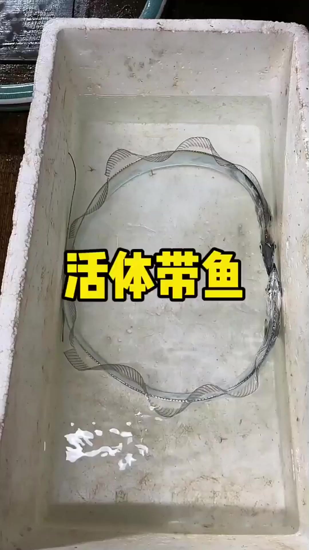正经配音:活体带鱼