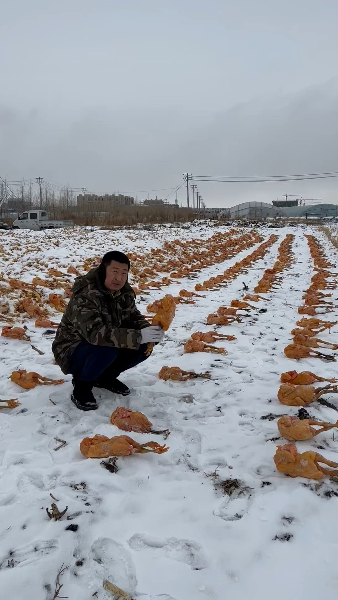 东北散养大公鸡