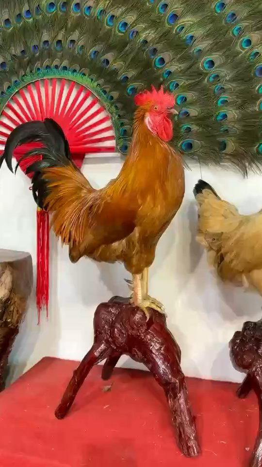 漂亮的公鸡标本产蛋母鸡