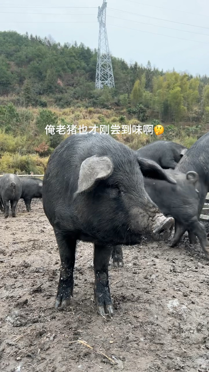 泥鳅钻豆腐你们见过没有?