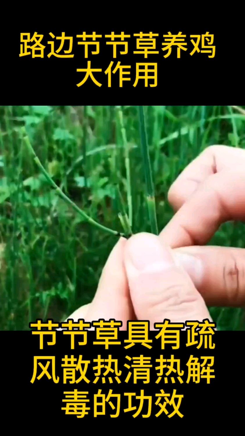 路边节节草养鸡大作用
