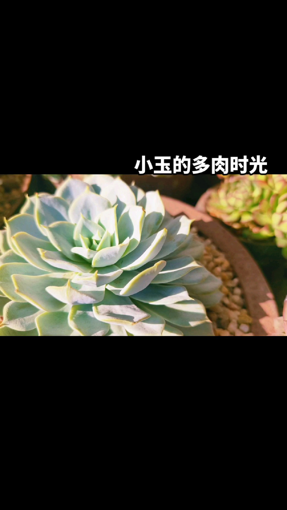 多肉状态都是要靠年份的沉淀才能体现!