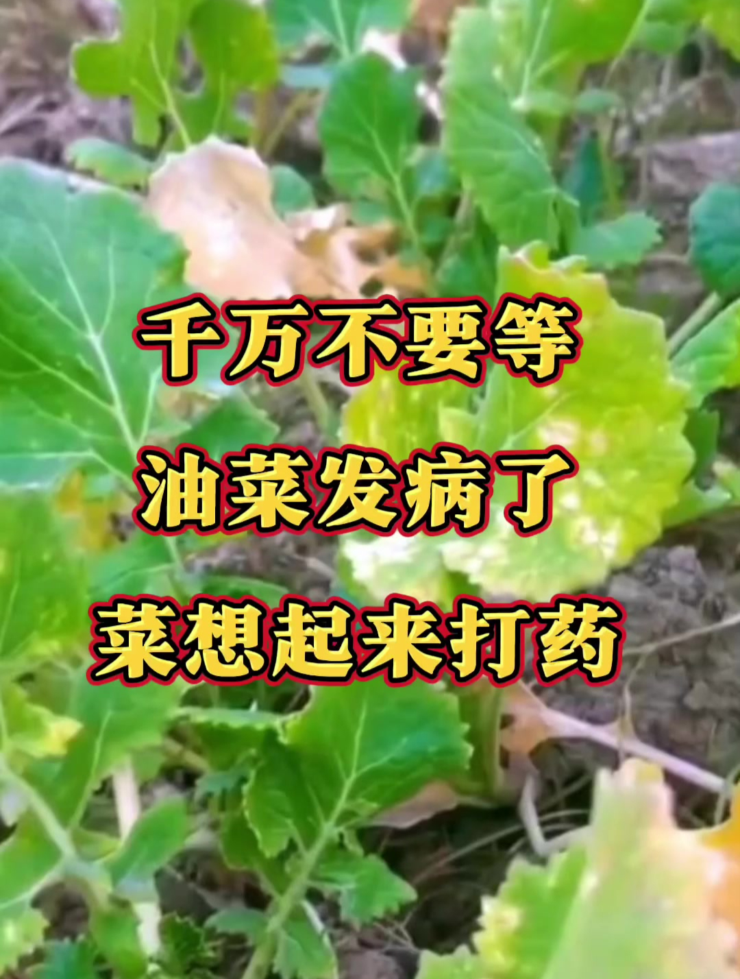 不用等油菜病了,才想起来打药!