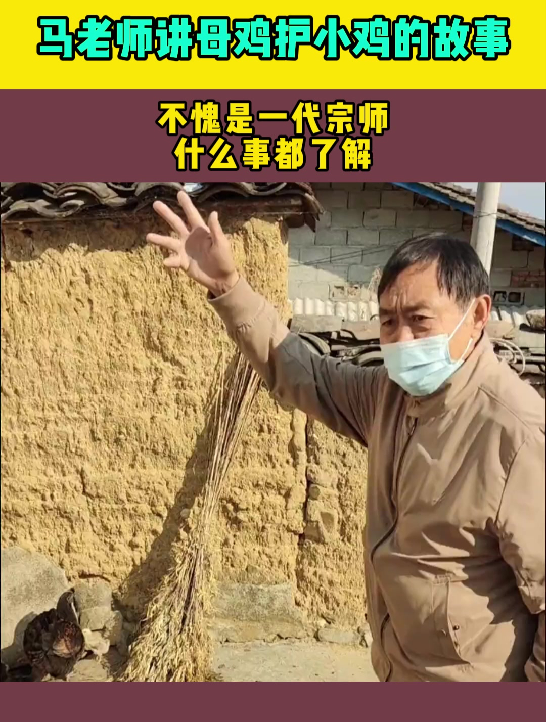 马老师讲母鸡护小鸡的故事,不愧是一代宗师,什么事都了解