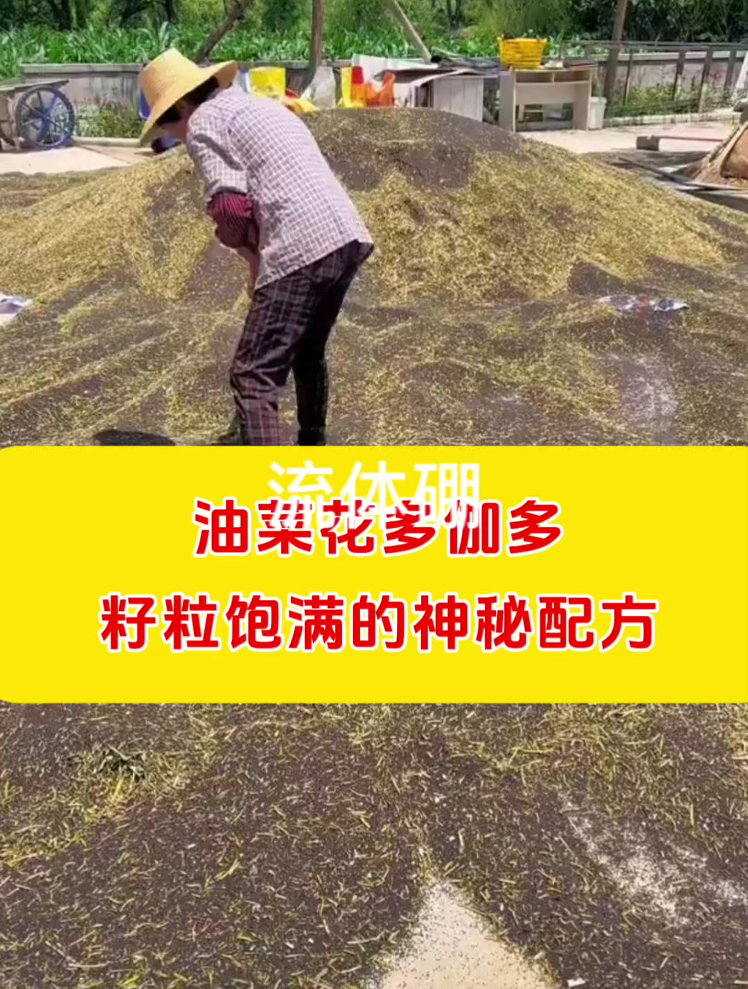 油菜花多籽粒饱满的神秘配方