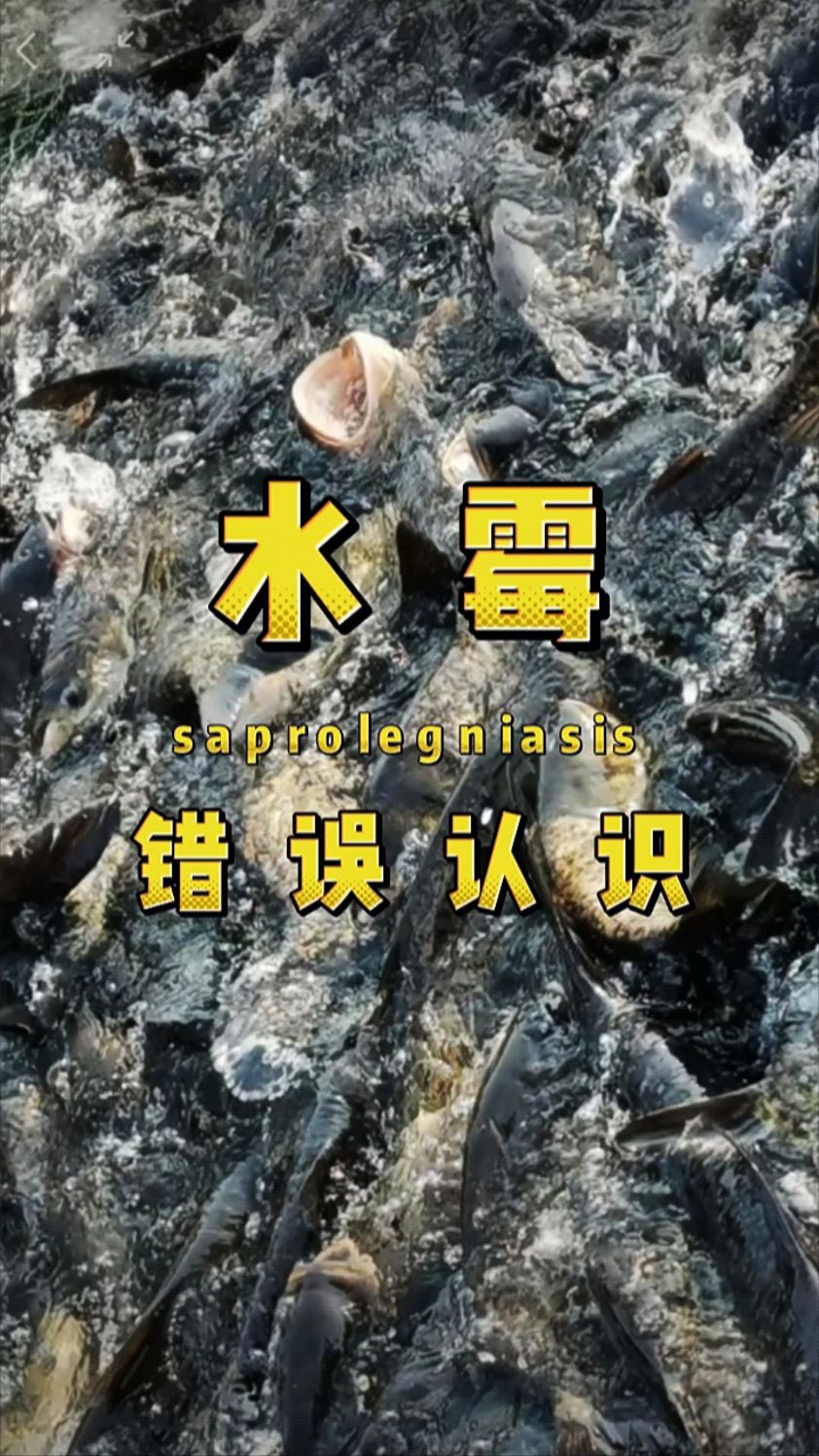 水霉病的错误认知