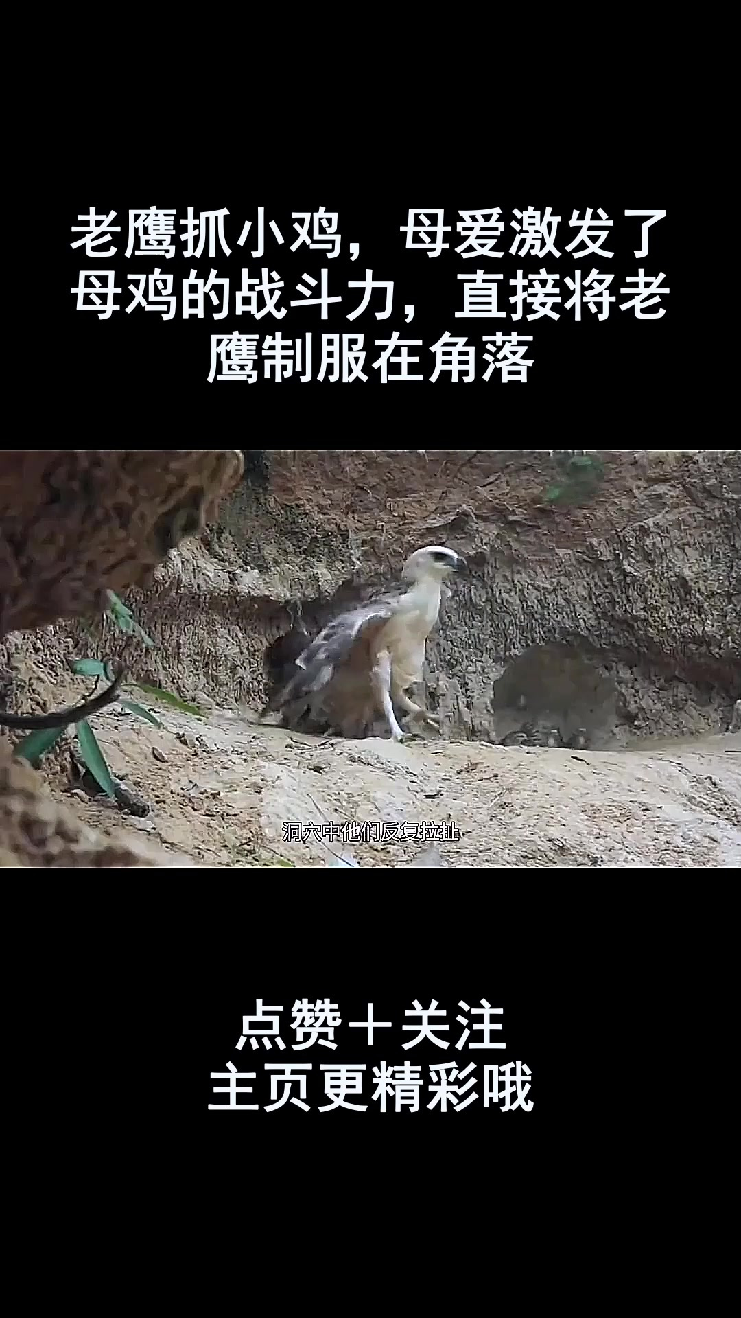 老鹰抓小鸡,母爱激发了母鸡的战斗力,直接将老鹰制服在角落
