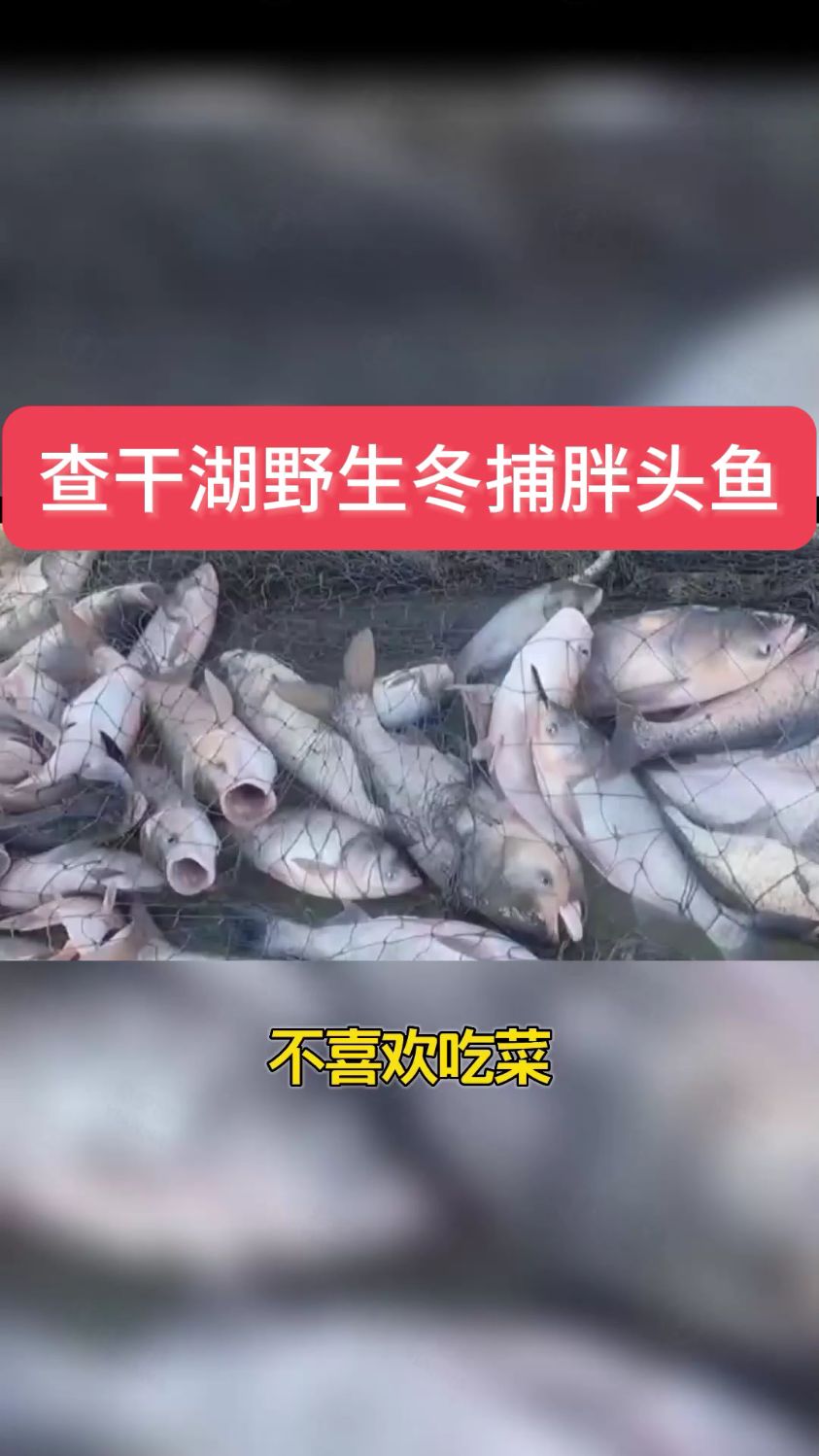 春节年夜饭推荐东北野生冬捕查干鱼,味道鲜美,满足你得口感!