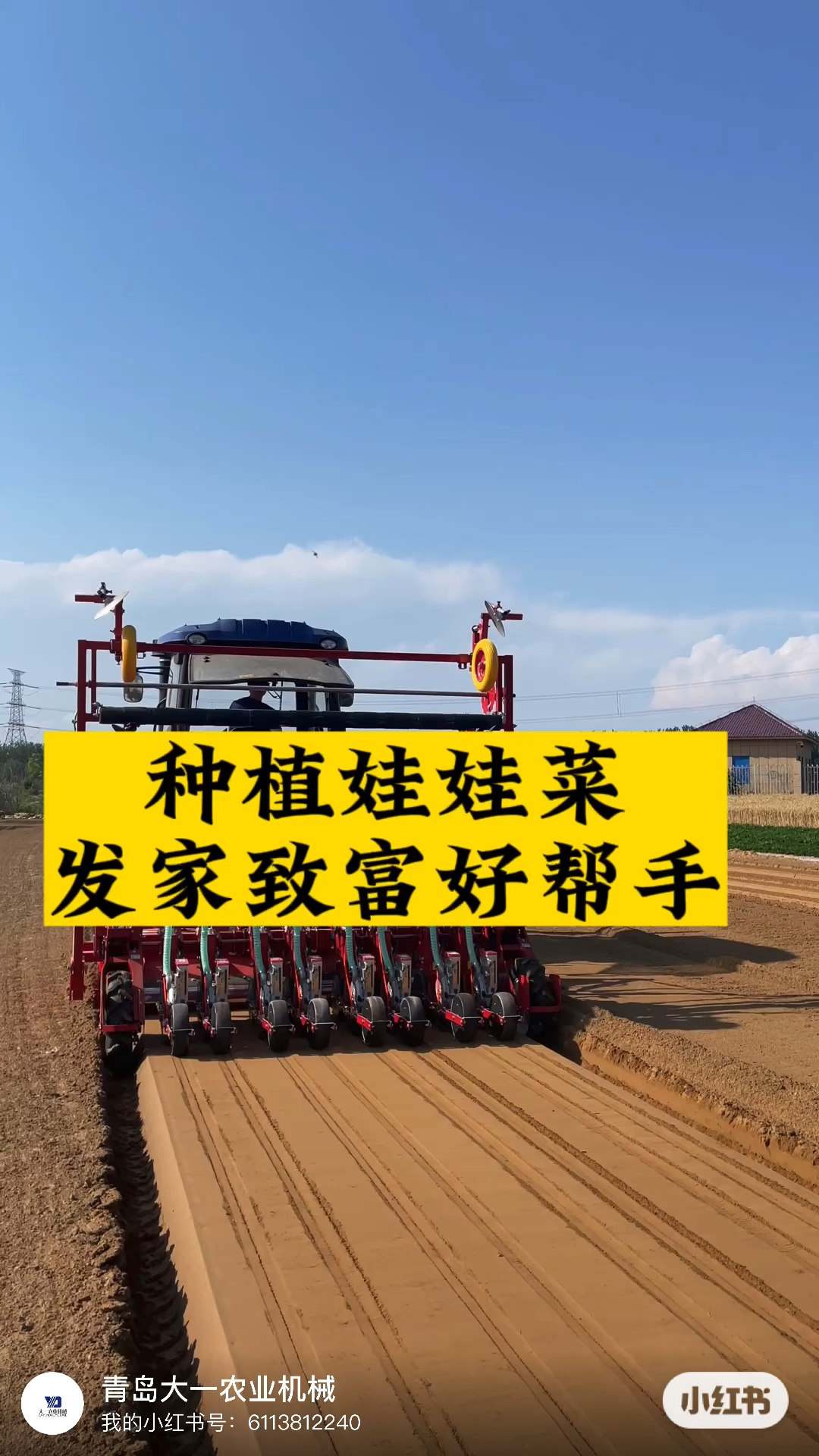 青岛大顺种植娃娃菜发家致富小帮手