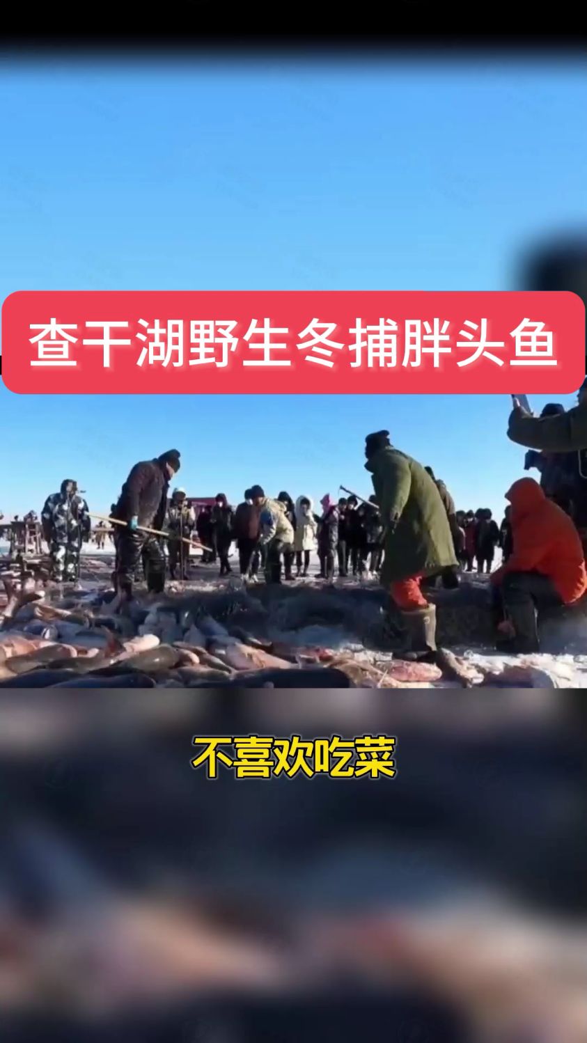 春节年夜饭推荐东北野生冬捕查干鱼,味道鲜美,满足你得口感!