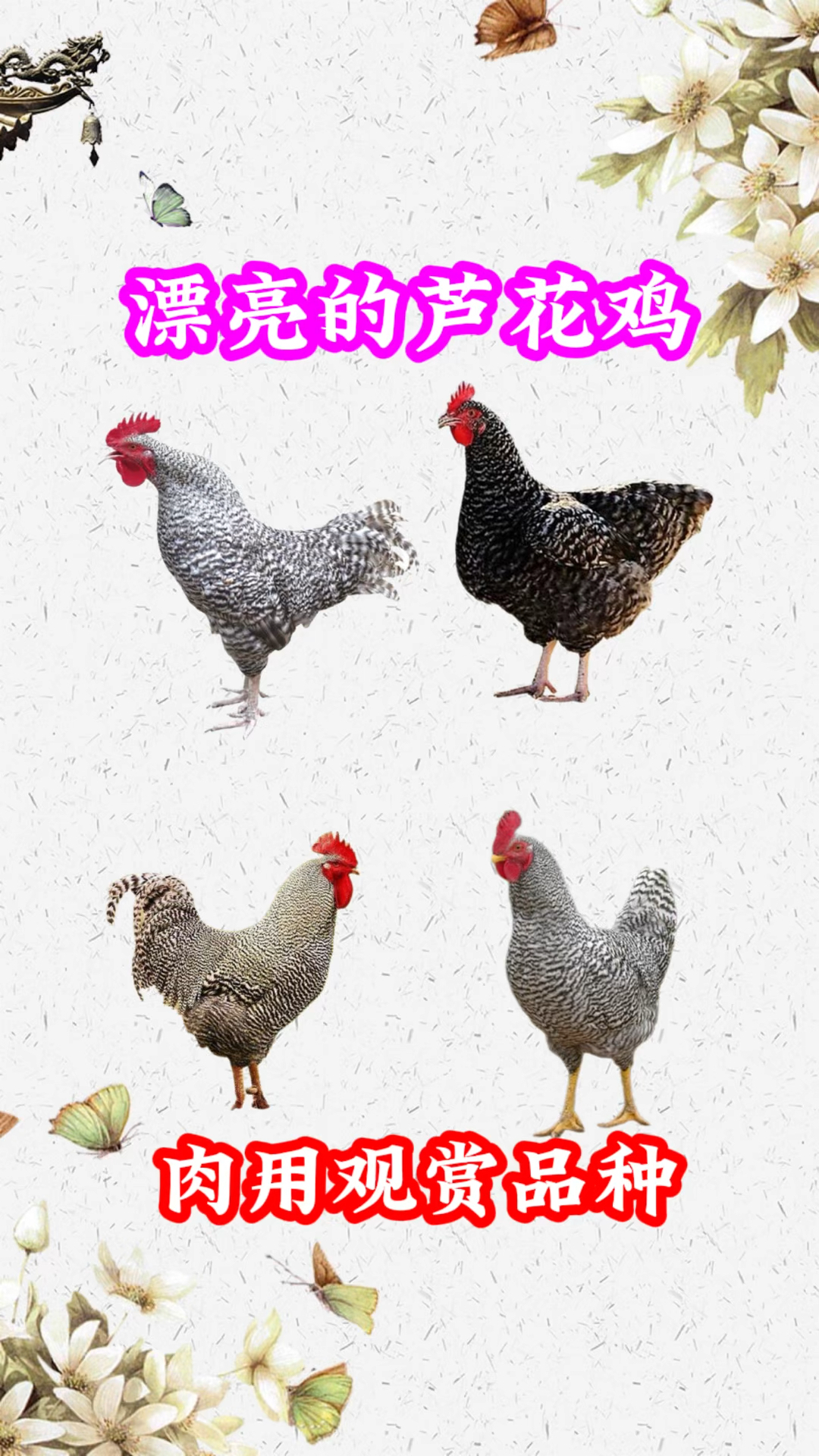 芦花鸡一个肉用观赏兼得的鸡品种