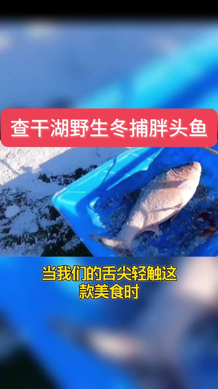 春节年夜饭推荐东北野生冬捕查干鱼,味道鲜美,满足你得口感!