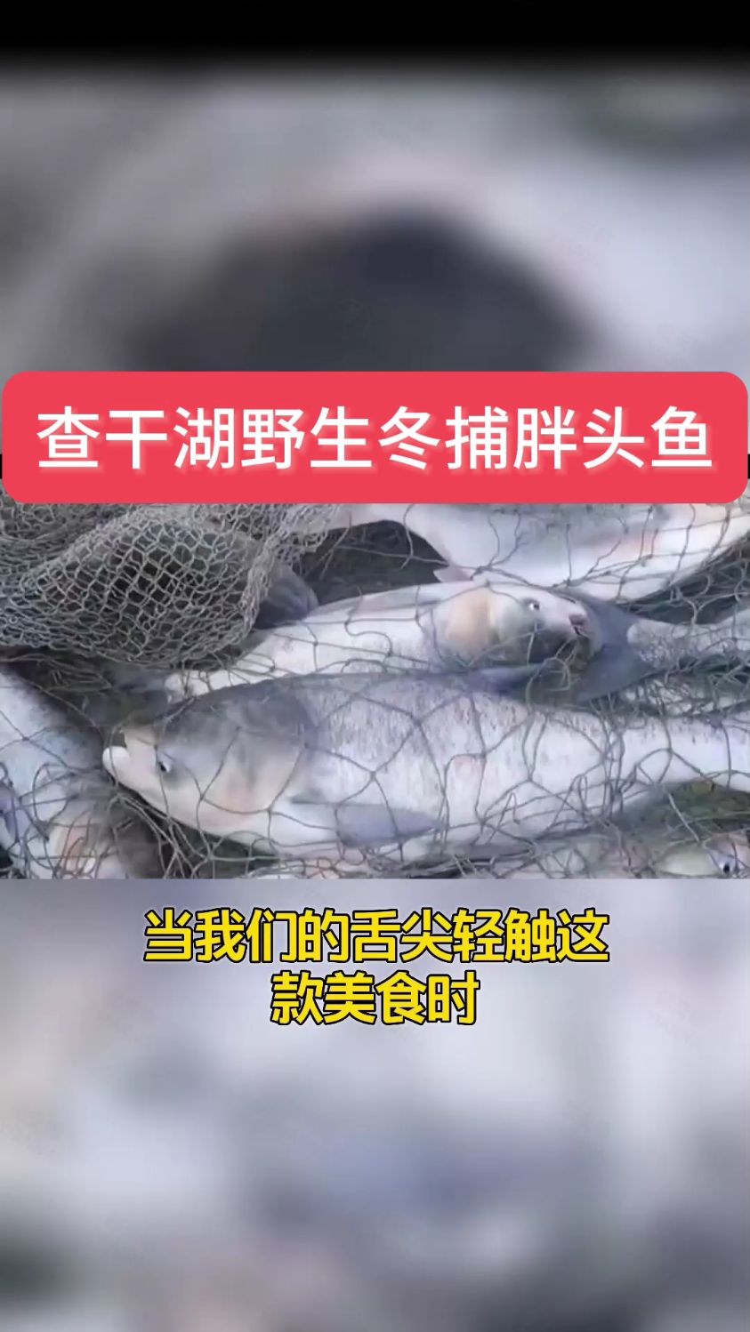 春节年夜饭推荐东北野生冬捕查干鱼,味道鲜美,满足你得口感!