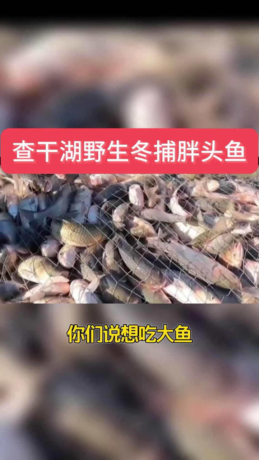 春节年夜饭推荐东北野生冬捕查干鱼,味道鲜美,满足你得口感!
