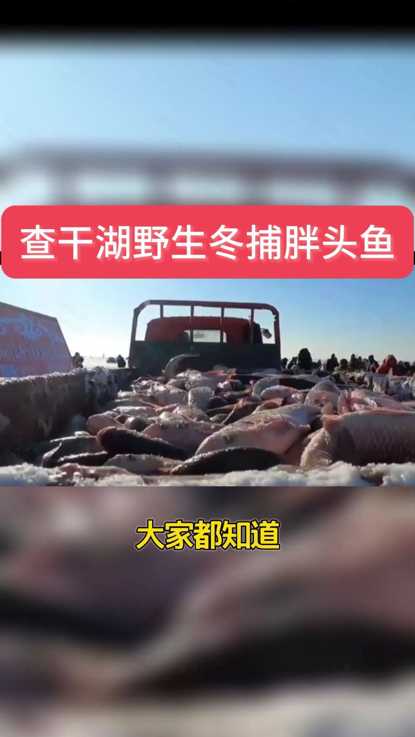 春节年夜饭推荐东北野生冬捕查干鱼,味道鲜美,满足你得口感!