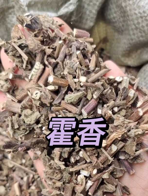 藿香的用途和功效,欢迎家人们了解