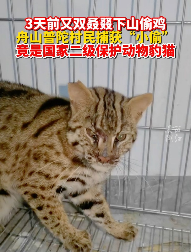 下山的“偷鸡贼”竟是国家二级保护动物豹猫!