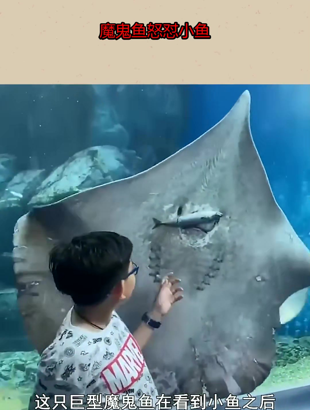 魔鬼鱼怒怼小鱼