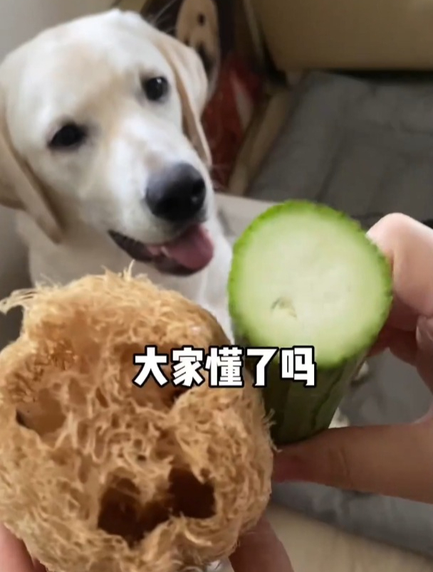 今天吃丝瓜瘦肉汤,顺便给大家科普一下,肺部纤维化