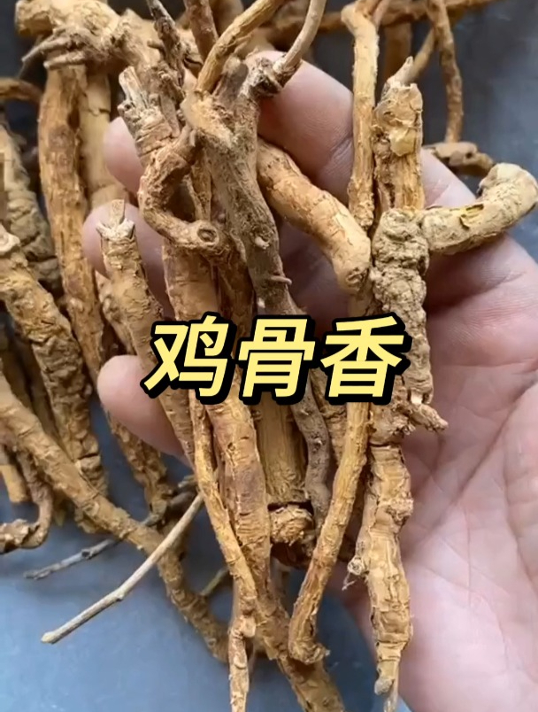 鸡骨香的用途和功效,欢迎家人们了解