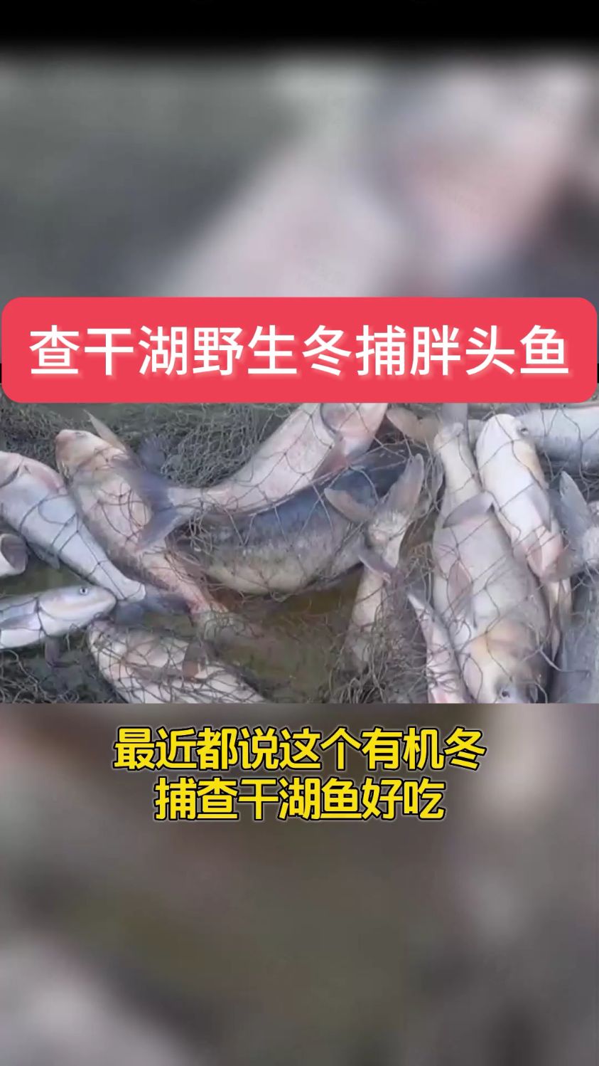 春节年夜饭推荐东北野生冬捕查干鱼,味道鲜美,满足你得口感!