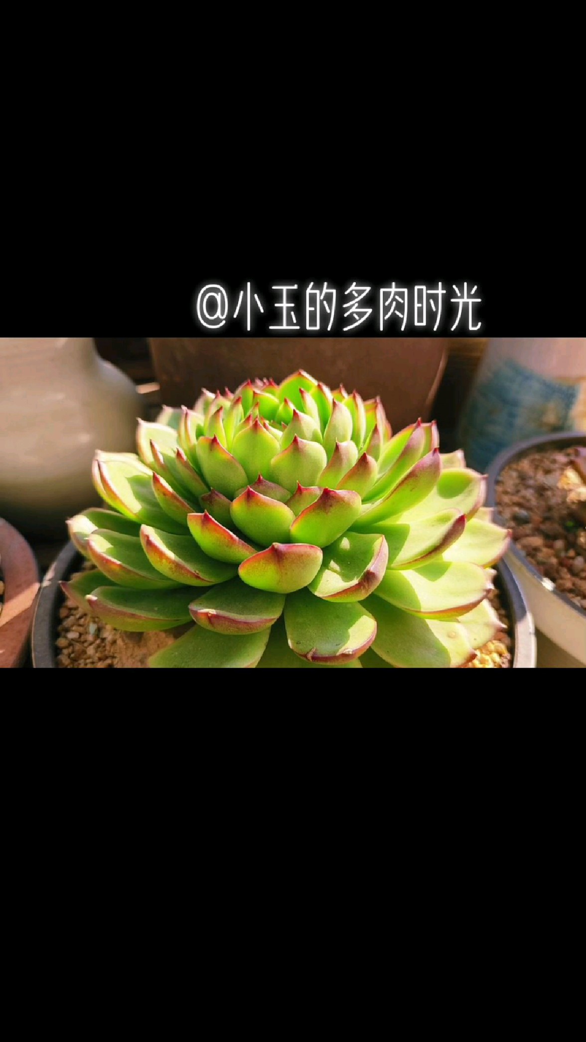 绿底红边的多肉让我爱不释手!