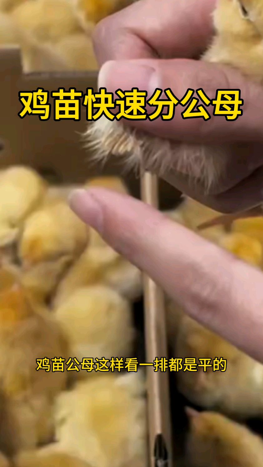 鸡苗快速分公母