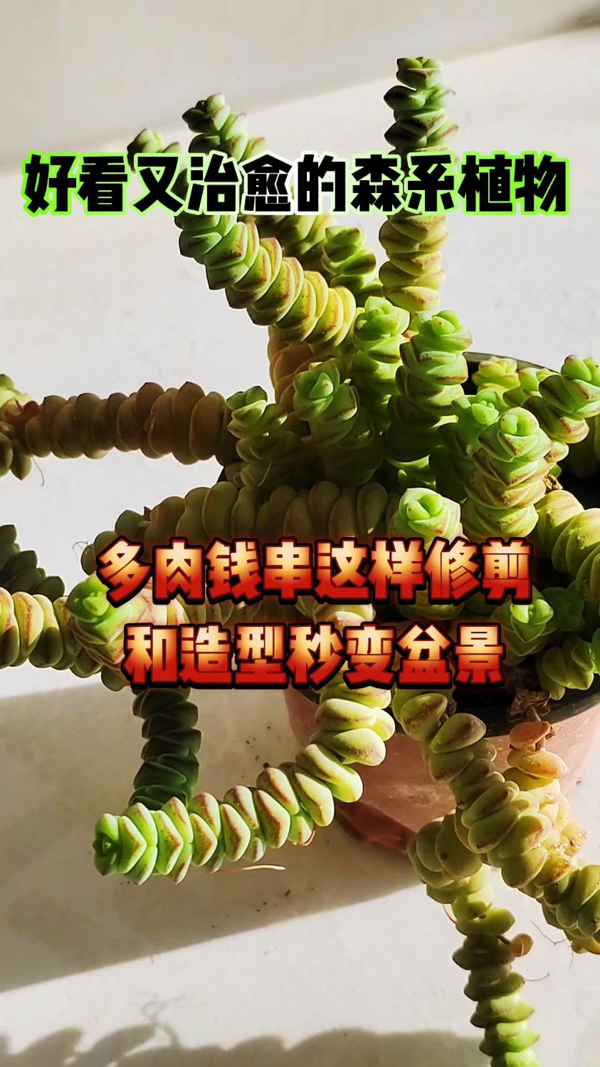 多肉钱串这样修剪和造型秒变盆景