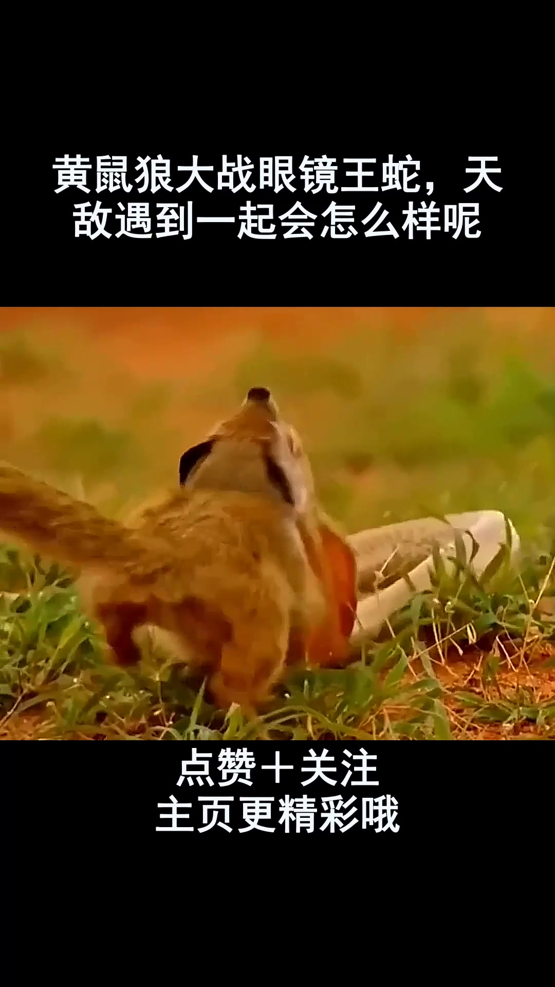 黄鼠狼大战眼镜王蛇,天敌遇到一起会怎么样呢