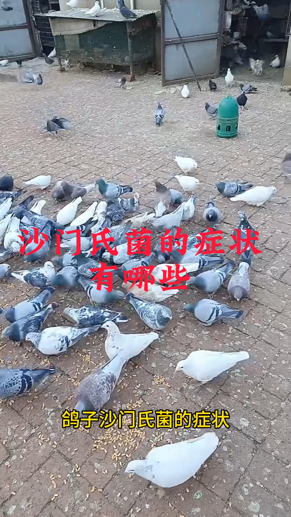 鸽子沙门氏菌的症状有哪些