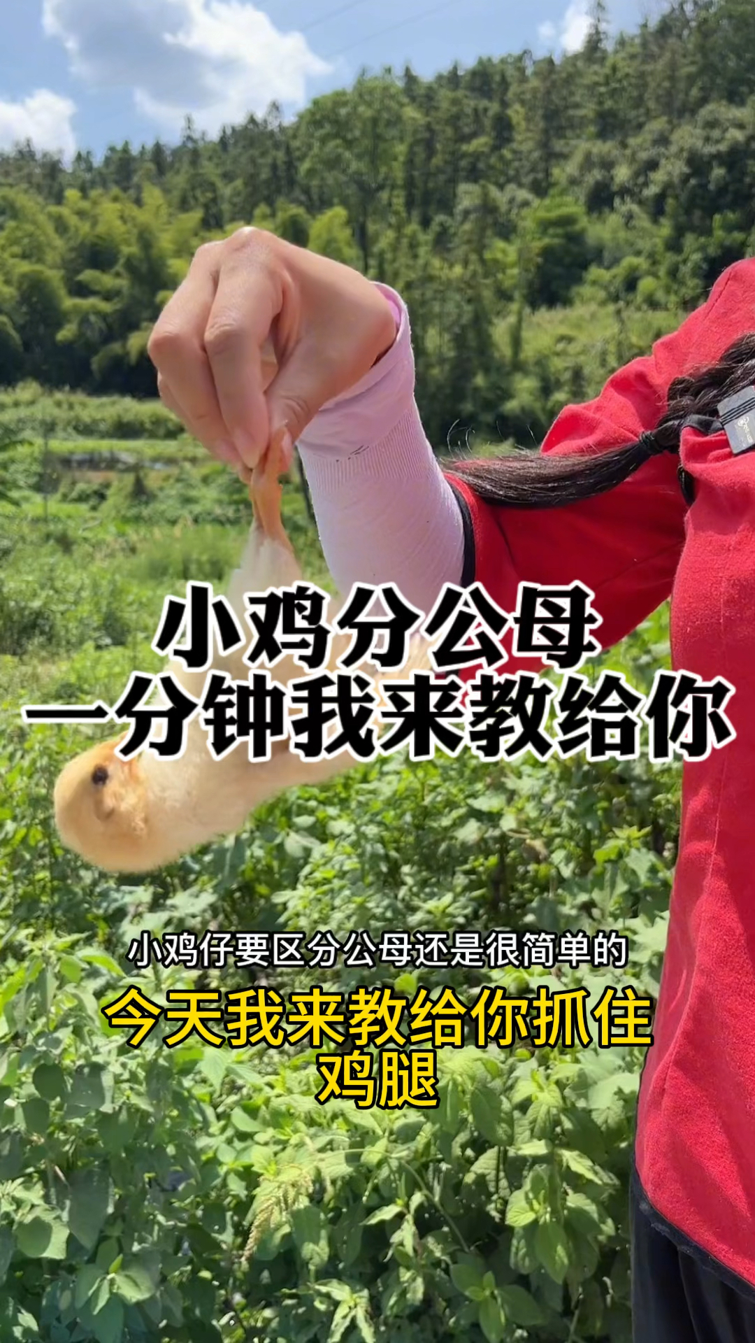 小鸡分公母,一分钟我开教给你