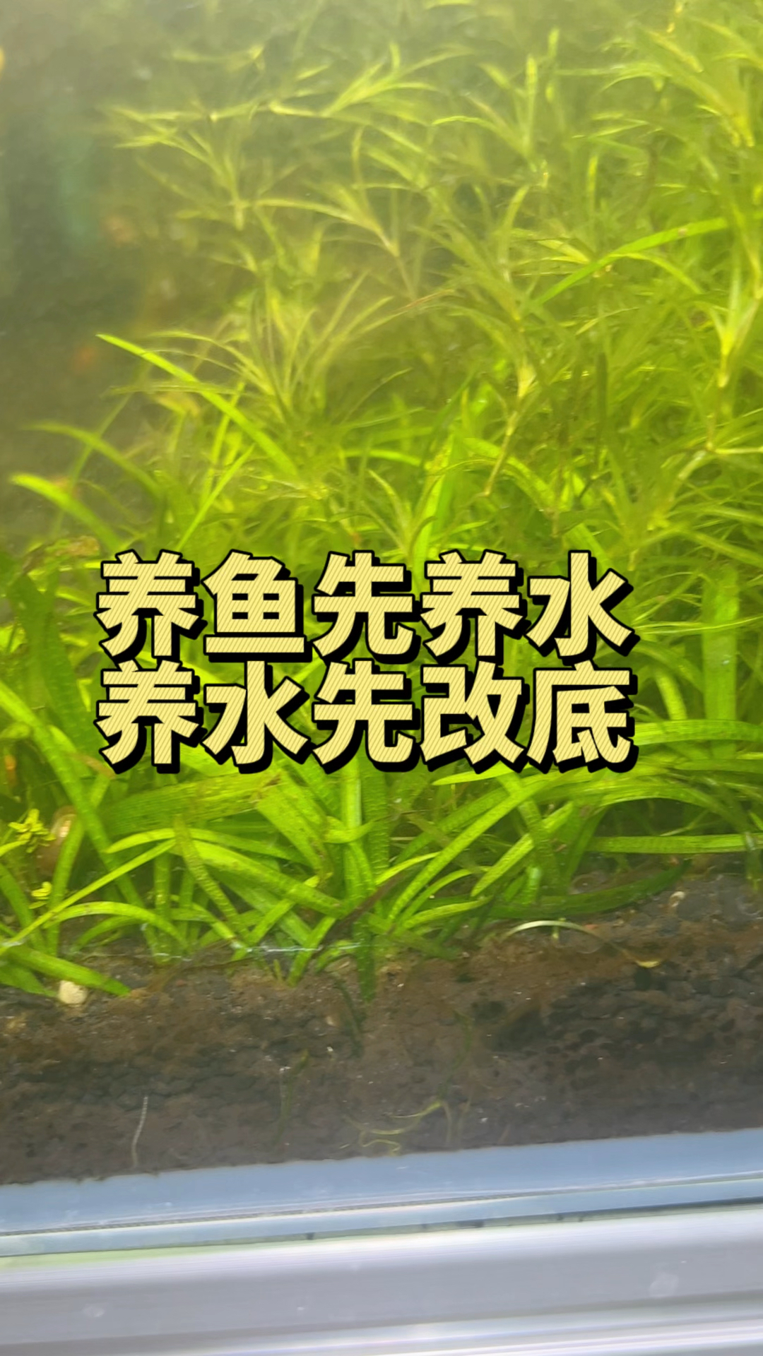过硫酸氢钾泡腾片能分解淤泥疏通底沙,从而解决鱼缸发黑发臭的问题。#水族#泡腾片