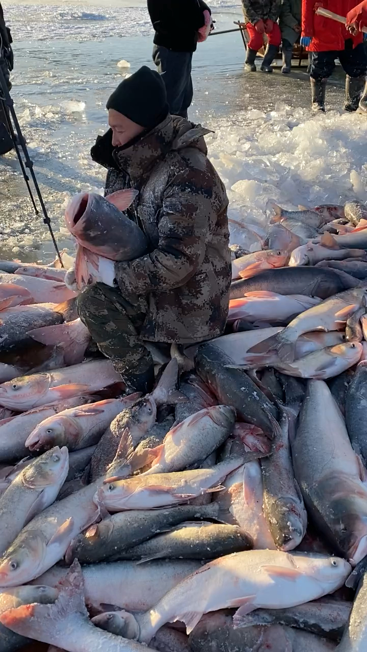 查干湖冬捕胖头鱼