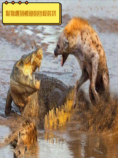 鳄鱼捕食鬣狗,它的“兄弟们”急了