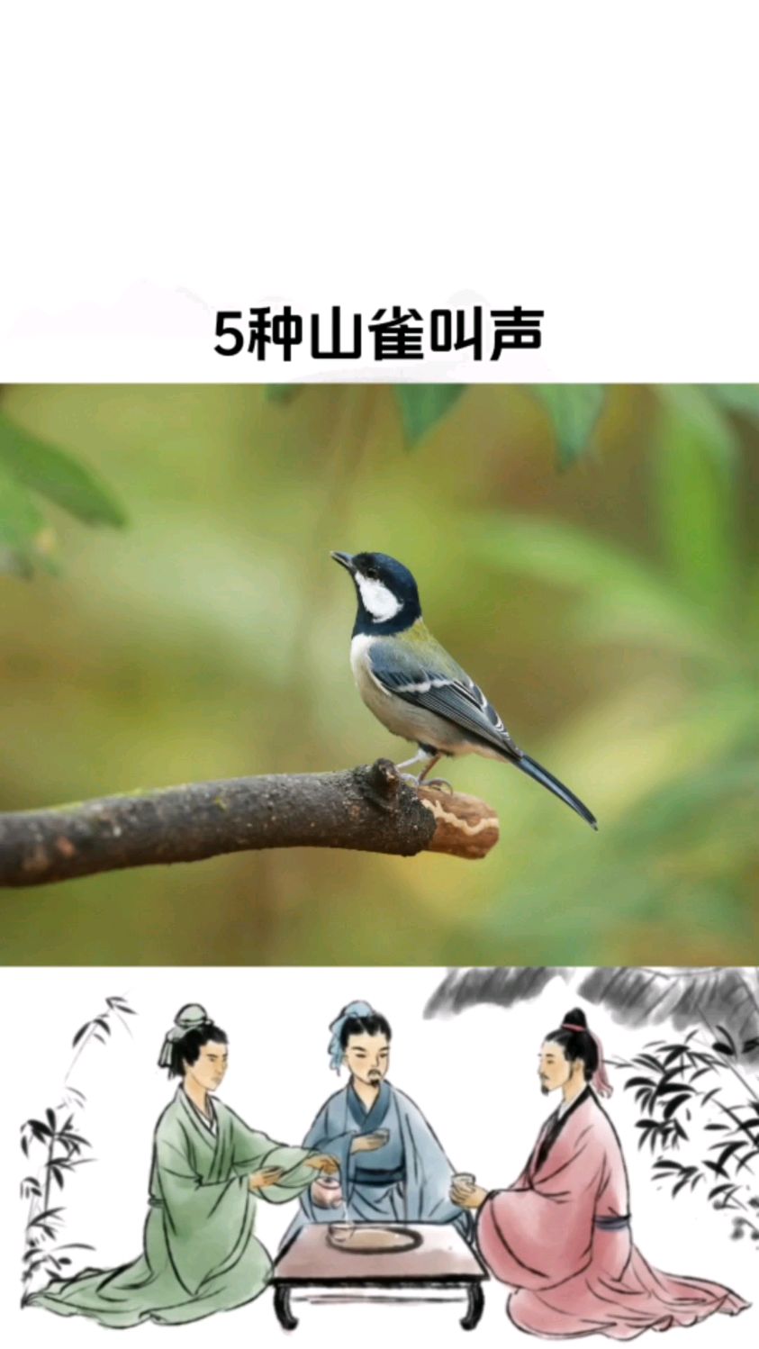 5种山雀鸟叫声欣赏,声声悦耳,你喜欢哪种叫声?