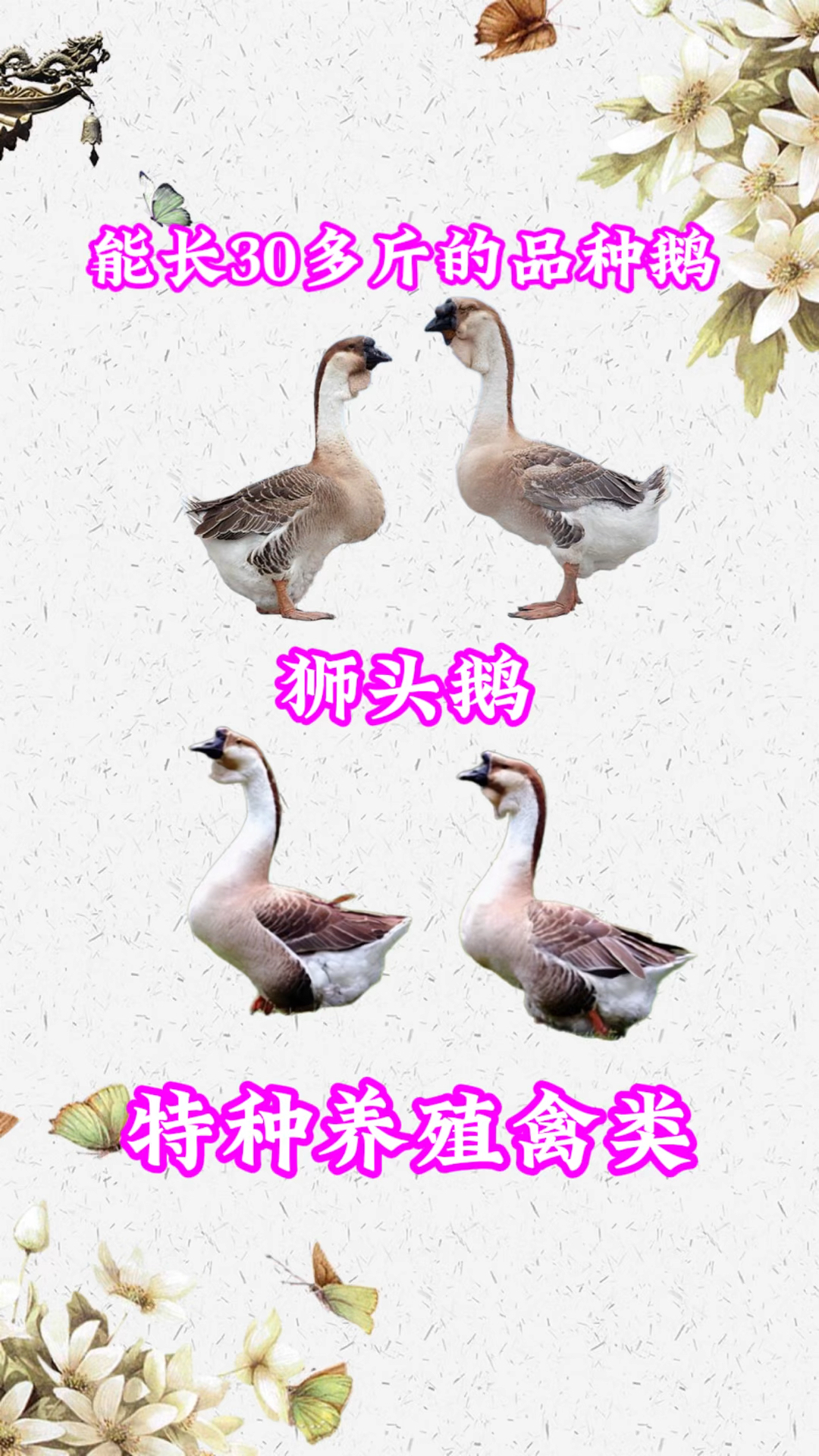 成年体重30多斤的巨型鹅狮头鹅