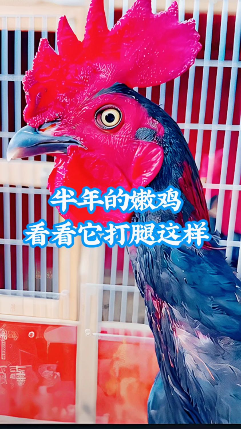 斗鸡比赛视频 斗鸡养殖
