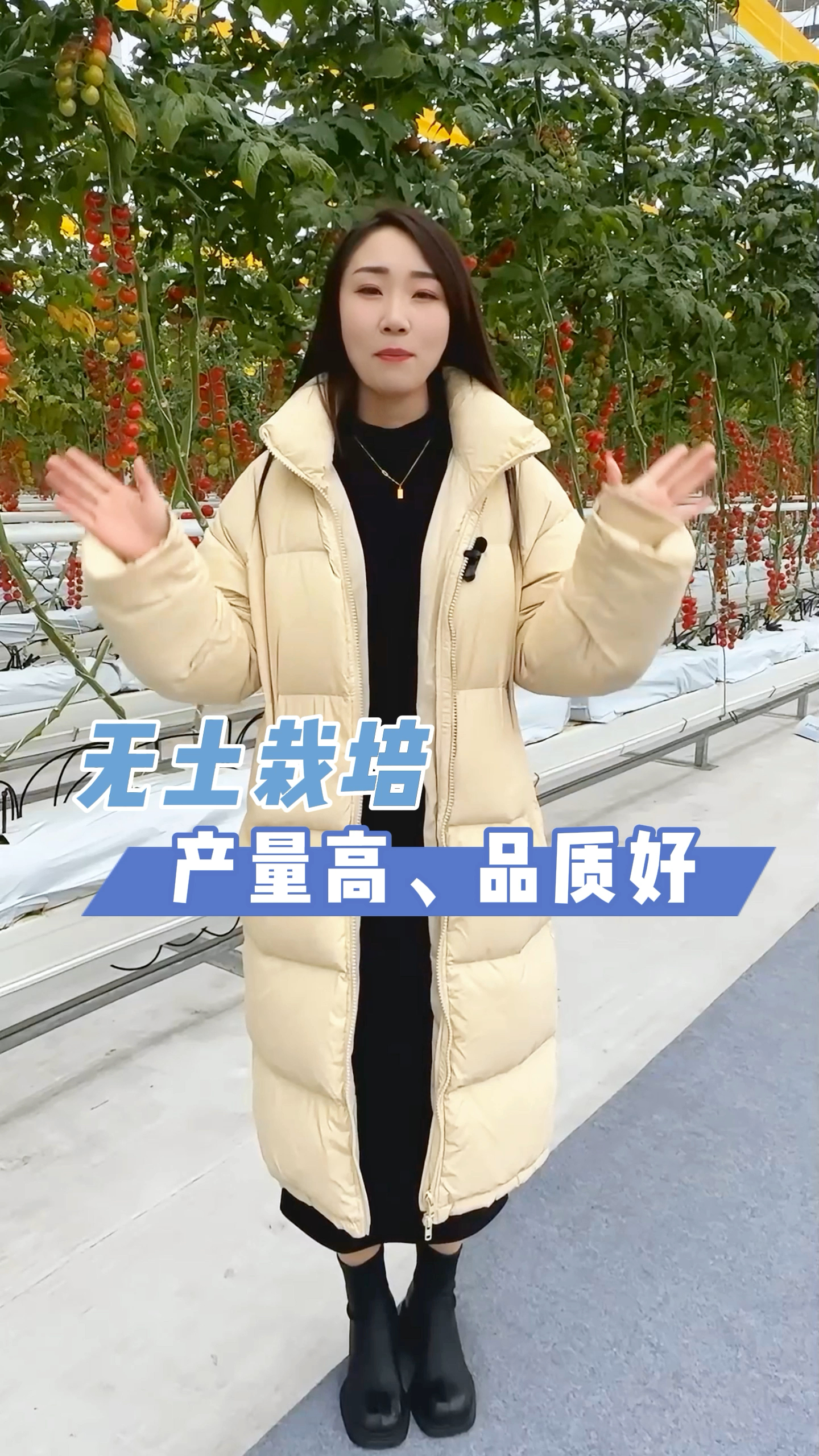 温室大棚无土栽培厂家