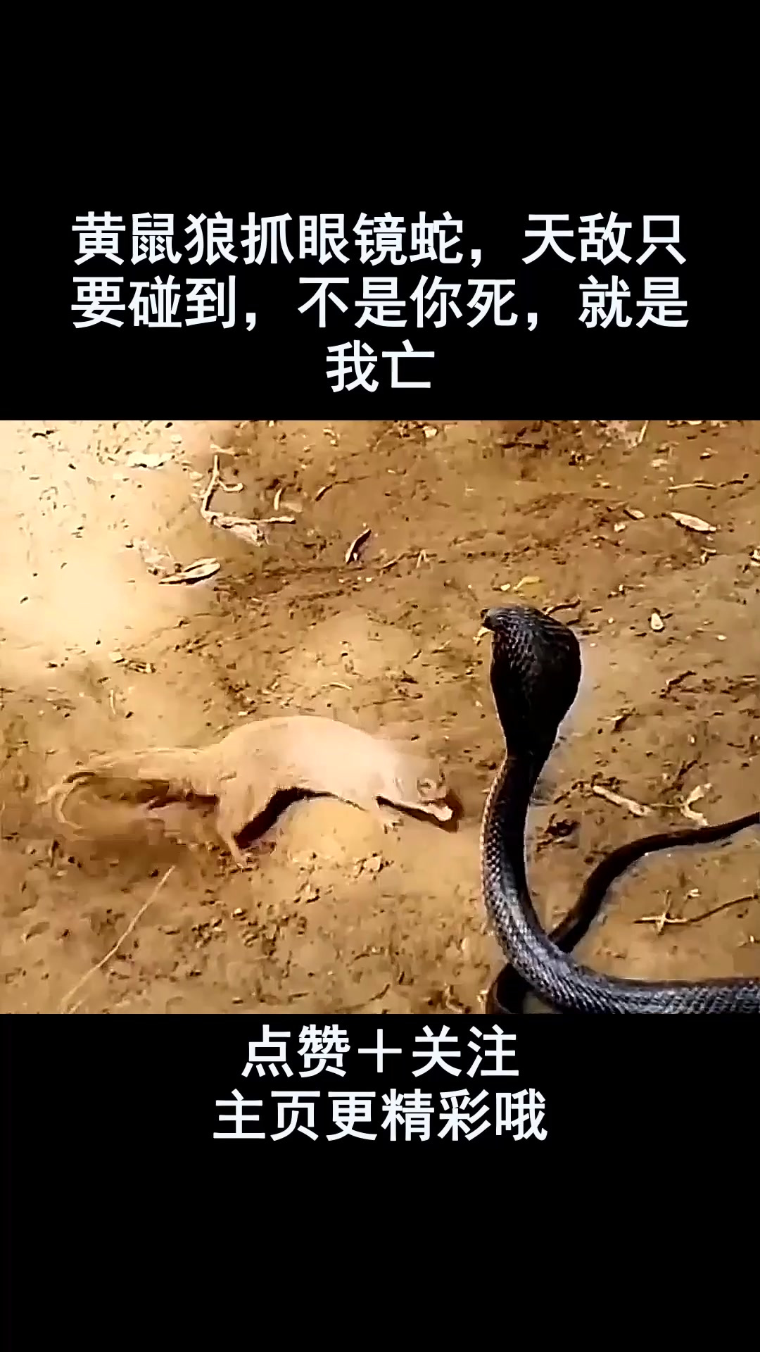 黄鼠狼抓眼镜蛇,天敌只要碰到,不是你死,就是我亡