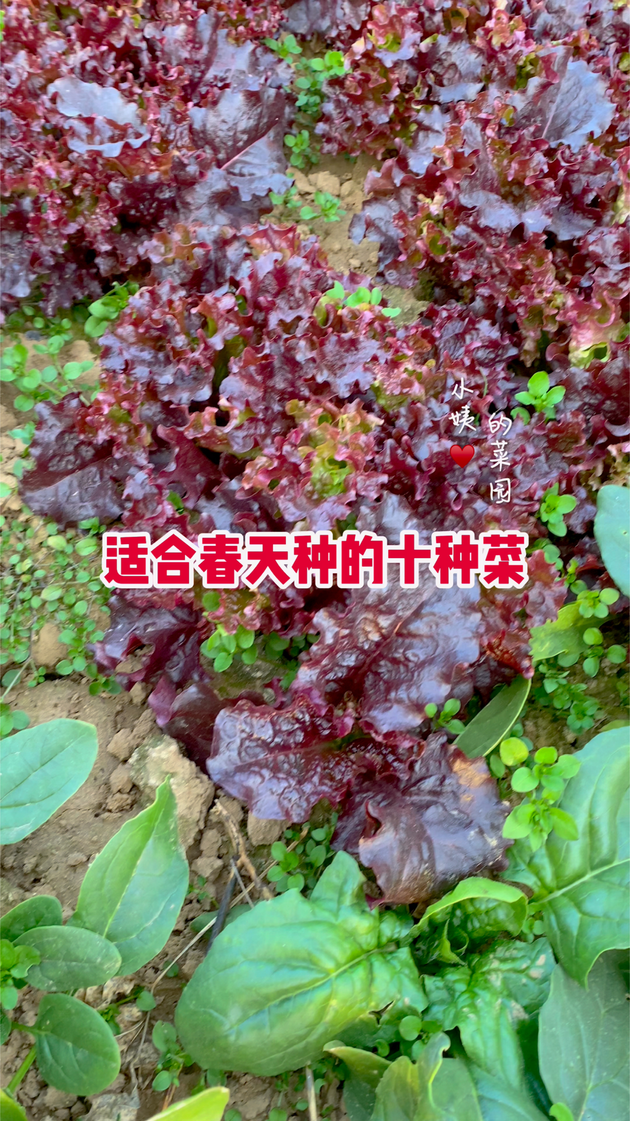 适合春天种的十种蔬菜