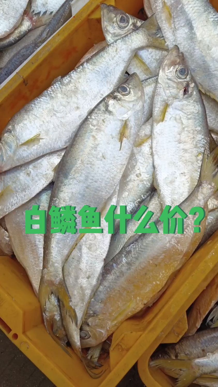 市场白鳞鱼价格 分享买菜日常
