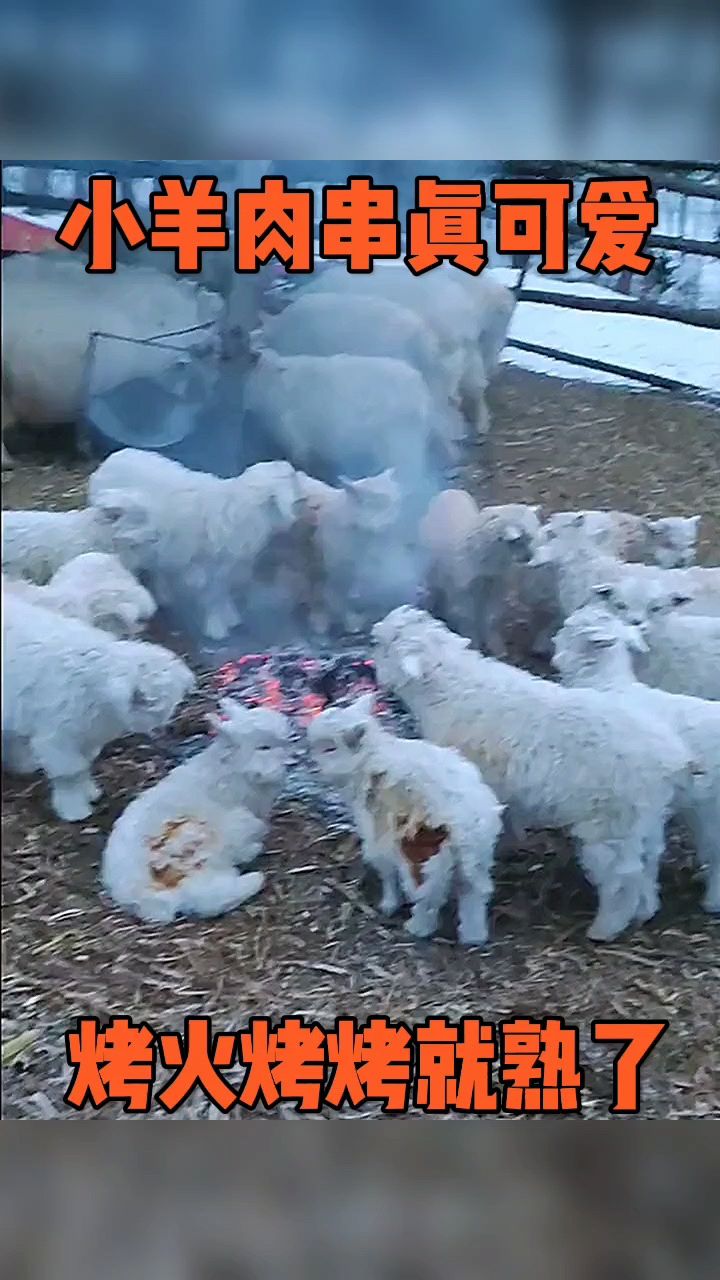小羊肉串真可爱,烤火烤着烤着就熟了。